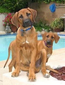 FCI Standard for Rhodesian Ridgebacks