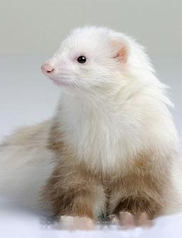 Pet Mink