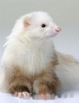 pet mink