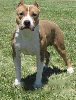 American Staffordshire Terrier