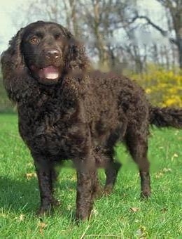 FCI Standard for American Water Spaniels