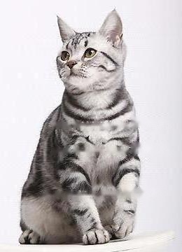 Pets: American Shorthair Details