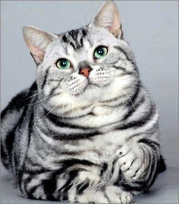 All Pets : Details of American Shorthair