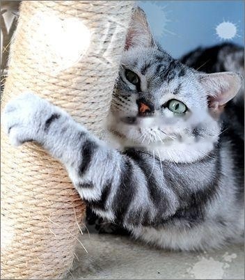 Completion of Pets: Details of American Shorthair