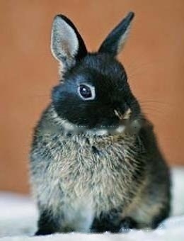 Polish Rabbit