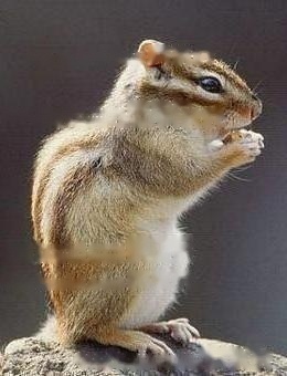 Standard of Chipmunk