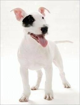 FCI Standard of Bull Terrier