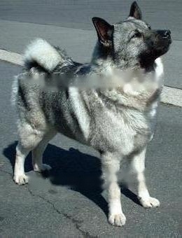 Norwegian Elkhound