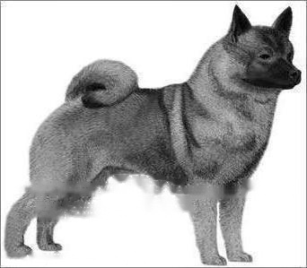 Norwegian Elkhound