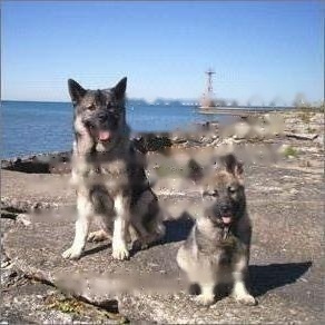 Norwegian Elkhound