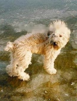 Temporary Soft Wheat Terrier