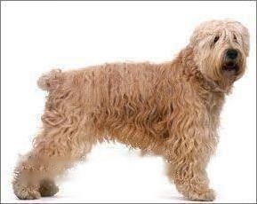 Temporary Soft Wheat Terrier