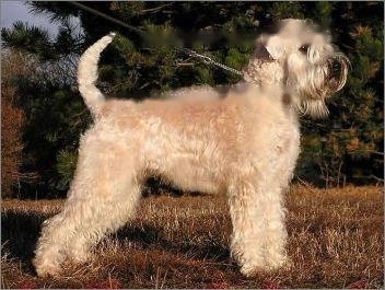 Soft Coated Wheaten Terrier