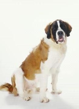 Saint Bernard