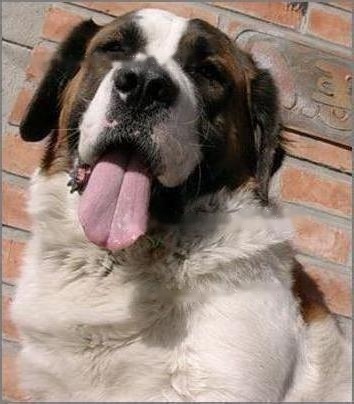 St. Bernard