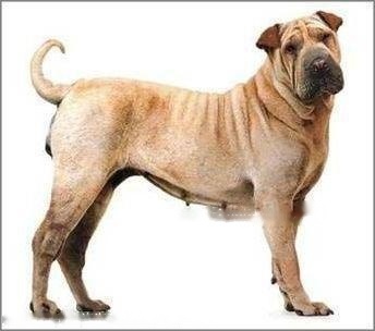 Sharpei