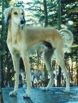 FCI Standard of Saluki