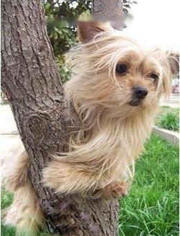 FCI Standard for Silky Terriers