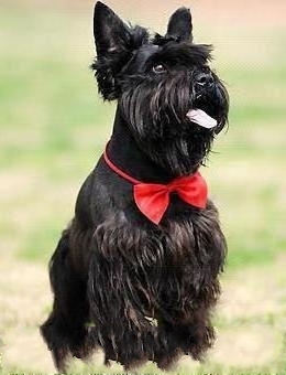 FCI Standard for Scottish Terriers