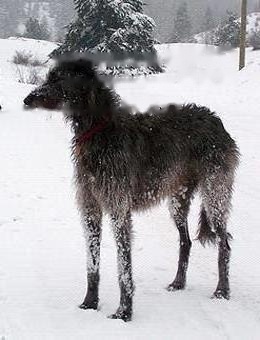 Scottish Deerhound