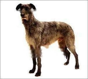 Scottish Deerhound