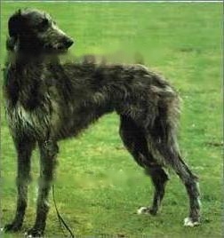 Scottish Deerhound