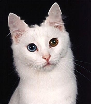 Pet Compendium: Details of Turkish Angora