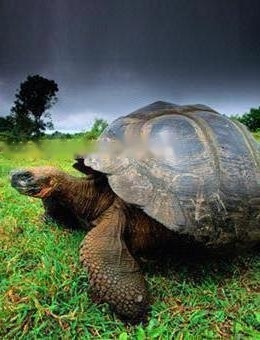 Brazilian turtle