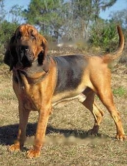 FCI Standard for Bloodhounds