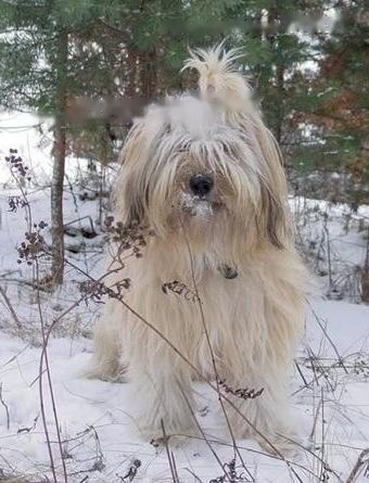 Tibetan Terrier