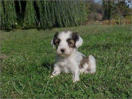 Tibetan Terrier