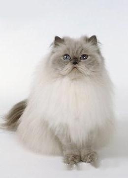 Pet Encyclopedia: Details of the Himalayan Cat