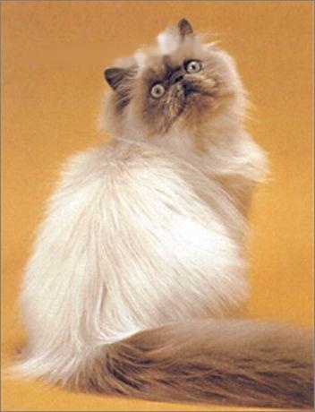 Pets: Himalayan Details of the cat