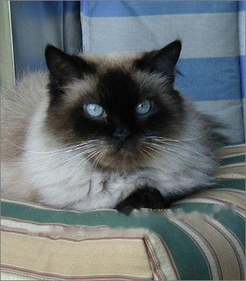 Pet Compendium: Details of the Himalayan Cat Data