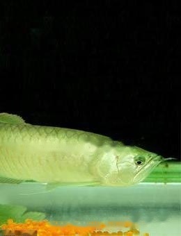 Pet Daquan: Silver Arowana Details of 