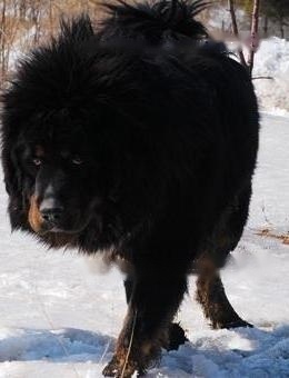 Tibetan Mastiff