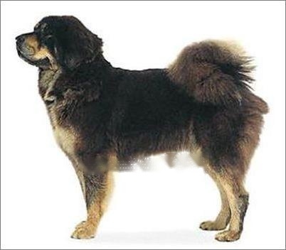 Tibetan Mastiff