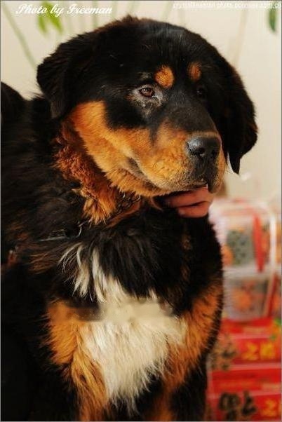 Tibetan Mastiff