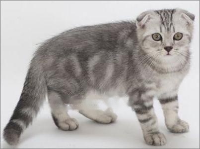 All Pets : Details of Scottish Fold