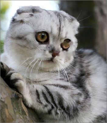 All Pets : Details of Scottish Fold