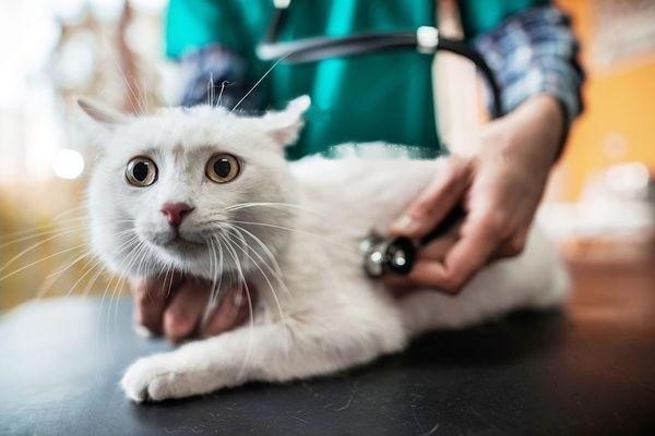 Canada CFA Standards for Hairless Cats