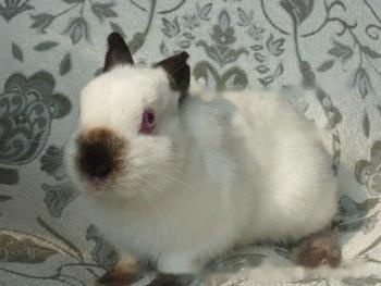 Siamese Rabbit