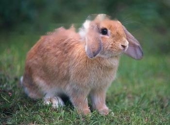 American Mini Lop