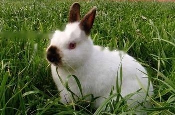 Himalaya Rabbit