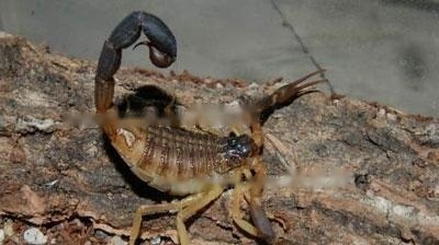 crocodile-backed-scorpion