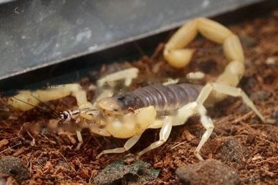 Arizona Desert Golden Scorpion