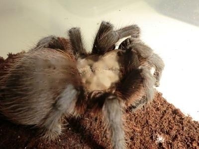 Texas Brown Tarantula