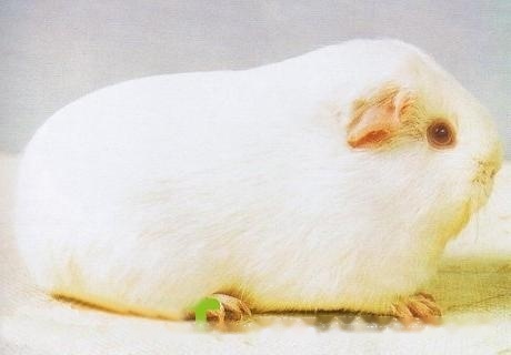 White pink-eyed guinea pig