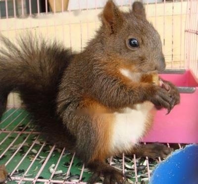 Tricolor Squirrel