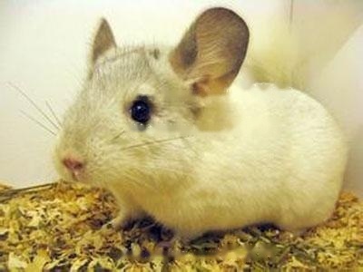 Beige Chinchilla